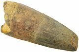 Fossil Spinosaurus Tooth - Real Dinosaur Tooth #234320-1